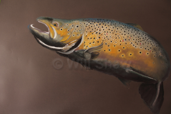 Lee's trout