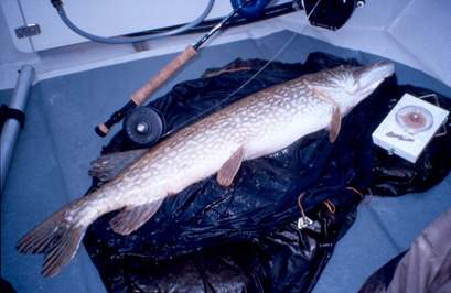 ...the padded bottom of the boat...